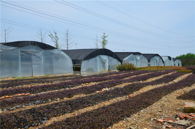 第一苗木基地(育苗、中喬生產(chǎn))